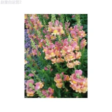 Adad111 Garden Plants Flower Seeds 1000Pcs White Pink Snapdragon Flower Seeds - Biến thể 1 - Xem 3