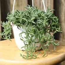 100pcs Dolphin Tail Hanging Succulent Live Plants In 4inch Pots   Vegetable Hosta Plants Horticultural Flowers External Seeds For Planting Horticultural  All External  Mosquito-Repellent Outdoor Garden Plants Perennial Flower Plants - 100個 - 查看 2