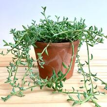 100pcs Dolphin Tail Hanging Succulent Live Plants In 4inch Pots   Vegetable Hosta Plants Horticultural Flowers External Seeds For Planting Horticultural  All External  Mosquito-Repellent Outdoor Garden Plants Perennial Flower Plants - 100個 - 查看 3