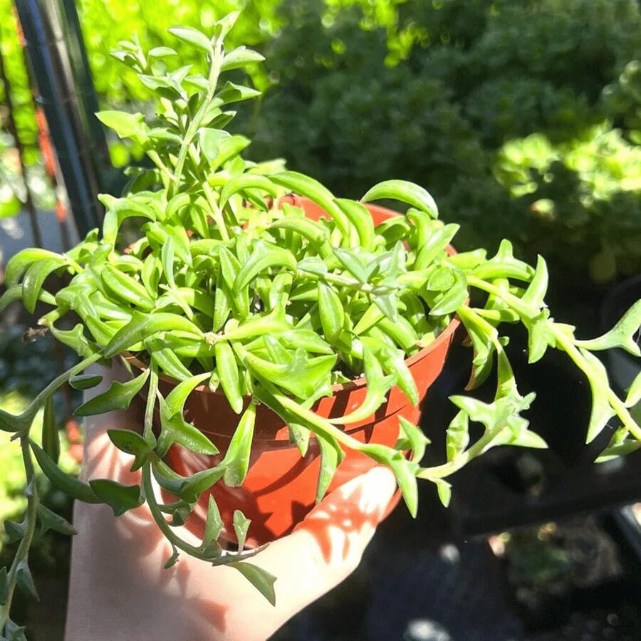 100pcs Dolphin Tail Hanging Succulent Live Plants In 4inch Pots   Vegetable Hosta Plants Horticultural Flowers External Seeds For Planting Horticultural  All External  Mosquito-Repellent Outdoor Garden Plants Perennial Flower Plants - 100個 - 查看 1