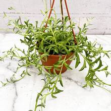 100pcs Dolphin Tail Hanging Succulent Live Plants In 4inch Pots   Vegetable Hosta Plants Horticultural Flowers External Seeds For Planting Horticultural  All External  Mosquito-Repellent Outdoor Garden Plants Perennial Flower Plants - 100個 - 查看 4