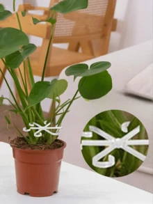 4个装耐用植物支撑夹：坚固的茎夹，适用于攀援植物 - 塑料材质。4个装耐用植物支撑夹：坚固的茎夹，适用于攀援植物 - 塑料材质。适用于各种茎类植物。提供牢固稳定的支撑，防止植物倒伏。 - 彩色 - 查看 6