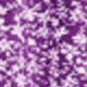 Purple Flower