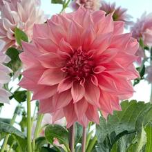 100 Quality Dahlia Pompon Seeds: Impressive Germination, Resilient Growth, And Rich Hues To Entice Pollinators. Ideal For Courtyard Gardens, Municipal Parks, And Farmlands, Revel In Their Beauty