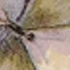 Nhiều màu
