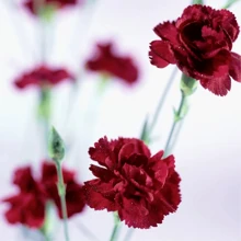 100seeds/Pack Carnation Seeds, Garden Decoration, Garden Creation, Colorful Garden - 100粒/包 - 查看 3