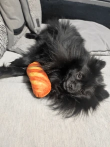 Juguete de masticar con forma de pan para perros - Juguete para masticar suave y resistente a mordidas para cachorros y perros pequeños - Juguete interactivo y divertido para premios - Multicolor - Ver 5