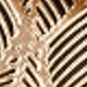 Combination Of Leaves