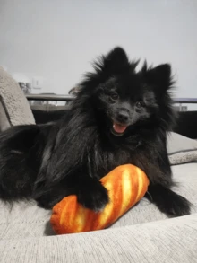 Juguete de masticar con forma de pan para perros - Juguete para masticar suave y resistente a mordidas para cachorros y perros pequeños - Juguete interactivo y divertido para premios - Multicolor - Ver 4