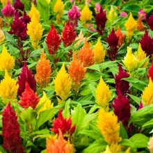 100seeds/Pack Cockscomb Seeds, Garden Decoration, Garden Creation, Colorful Garden - 100粒/包 - 查看 3
