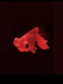 Cá vàng phát sáng nhân tạo chân thực - Trang trí bể cá nổi di chuyển giống thật - Màu sắc ngẫu nhiên - Nhiều màu - Xem 3