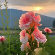 2000+ Double Mixed Prickly Rose Seeds, Rare Alcea Rosea Annua Spring Ornament Crimson, Non-GMO Heirloom, Great Gift.