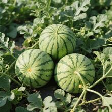 60 Fresh Watermelon Seeds, Fruit Seeds, Suitable For Home Gardening, Heirloom, Non-GMO Seeds