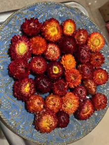 10/20/60 قطعة من أزهار البابونج المجففة الطبيعية للخارج - مصنوعة من مادة القش - زخرفة DIY والأعراس والهالوين والكريسماس وترتيب الطاولة وتشكيلات عباد الشمس والزهور الأخرى