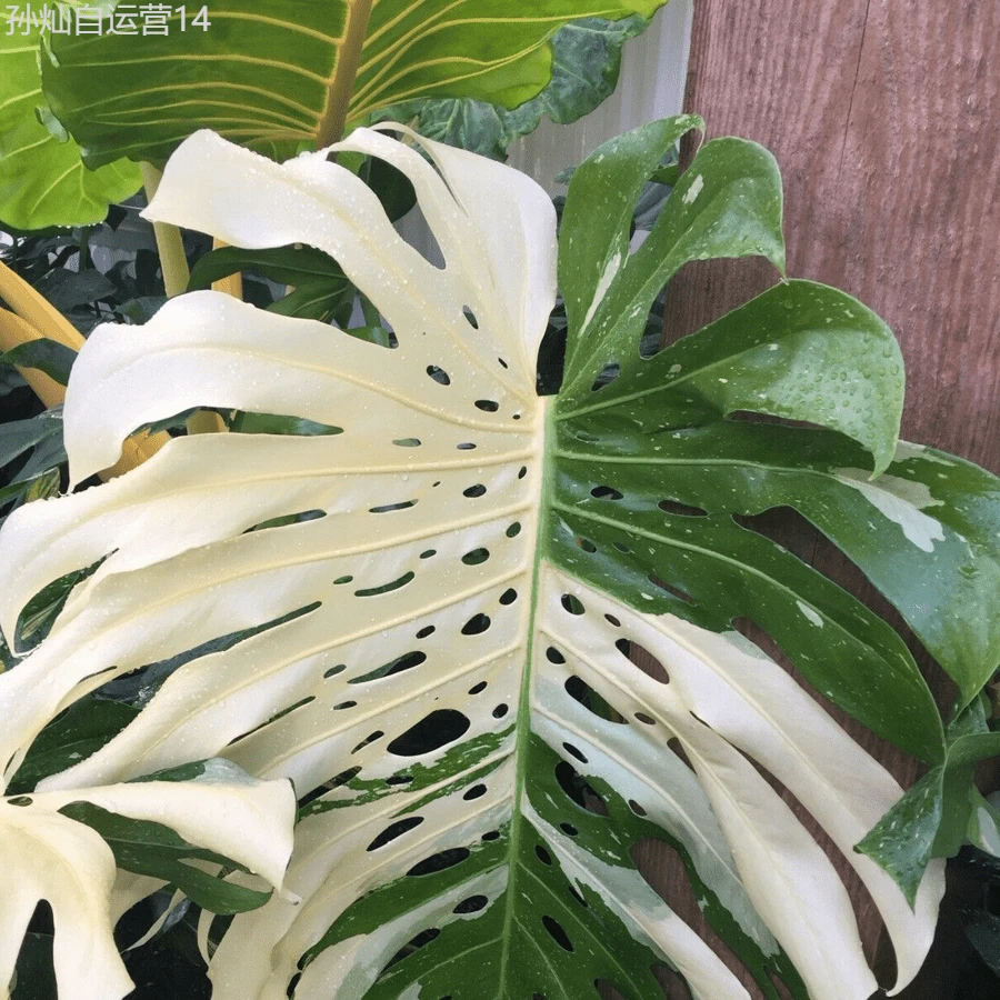 Fhdfhdfhdf 200 Monstera Seedlings, Very Suitable Perennial - 200 - View 1