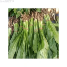 Fhdfhdfhdf 178pcs Outdoor Seeds, Random Quantity, Sawtooth Cilantro, Herb Seeds, Self-Growing Ground Cover Perennial - 178 - View 2