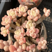 Dfhjfdjfd A Cold-Resistant Bulbous Plant That Adapts To Various Climates, A Mixed Variety Of Rare Succulent Plants, Suitable For Indoor And Outdoor Planting, With Bright Colors, And Is A Good Product For Gardening Collection. Non-GMO Traditional Bulbs, Easy To Plant. Planting Guide. Gardening Gifts, Ideal For Home Delivery. It Is Easy To Grow Perennials And Has Strong Reproductive Power Perennial - 2000 - View 3