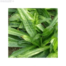 Fhdfhdfhdf 178pcs Outdoor Seeds, Random Quantity, Sawtooth Cilantro, Herb Seeds, Self-Growing Ground Cover Perennial - 178 - View 4