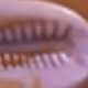 Nhiều màu