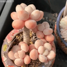 Dfhjfdjfd A Cold-Resistant Bulbous Plant That Adapts To Various Climates, A Mixed Variety Of Rare Succulent Plants, Suitable For Indoor And Outdoor Planting, With Bright Colors, And Is A Good Product For Gardening Collection. Non-GMO Traditional Bulbs, Easy To Plant. Planting Guide. Gardening Gifts, Ideal For Home Delivery. It Is Easy To Grow Perennials And Has Strong Reproductive Power Perennial - 2000 - View 7