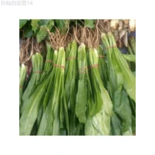 Fhdfhdfhdf 178pcs Outdoor Seeds, Random Quantity, Sawtooth Cilantro, Herb Seeds, Self-Growing Ground Cover Perennial - 178 - View 1