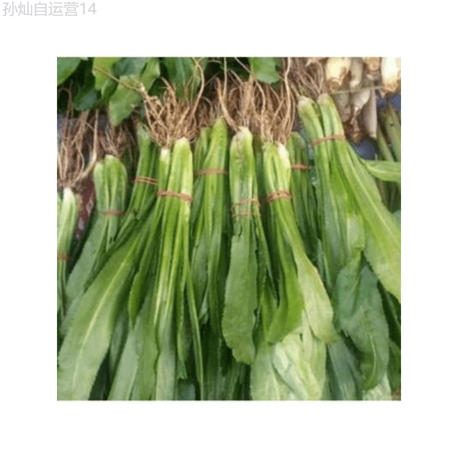 Fhdfhdfhdf 178pcs Outdoor Seeds, Random Quantity, Sawtooth Cilantro, Herb Seeds, Self-Growing Ground Cover Perennial - 178 - View 1