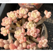 Dfhjfdjfd A Cold-Resistant Bulbous Plant That Adapts To Various Climates, A Mixed Variety Of Rare Succulent Plants, Suitable For Indoor And Outdoor Planting, With Bright Colors, And Is A Good Product For Gardening Collection. Non-GMO Traditional Bulbs, Easy To Plant. Planting Guide. Gardening Gifts, Ideal For Home Delivery. It Is Easy To Grow Perennials And Has Strong Reproductive Power Perennial - 2000 - View 4