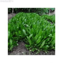 Fhdfhdfhdf 178pcs Outdoor Seeds, Random Quantity, Sawtooth Cilantro, Herb Seeds, Self-Growing Ground Cover Perennial - 178 - View 6