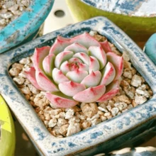 Dfhjfdjfd A Cold-Resistant Bulbous Plant That Adapts To Various Climates, A Mixed Variety Of Rare Succulent Plants, Suitable For Indoor And Outdoor Planting, With Bright Colors, And Is A Good Product For Gardening Collection. Non-GMO Traditional Bulbs, Easy To Plant. Planting Guide. Gardening Gifts, Ideal For Home Delivery. It Is Easy To Grow Perennials And Has Strong Reproductive Power Perennial - 2000 - View 9