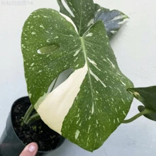 Fhdfhdfhdf 200 Monstera Seedlings, Very Suitable Perennial - 200 - View 4