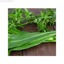 Fhdfhdfhdf 178pcs Outdoor Seeds, Random Quantity, Sawtooth Cilantro, Herb Seeds, Self-Growing Ground Cover Perennial - 178 - View 5