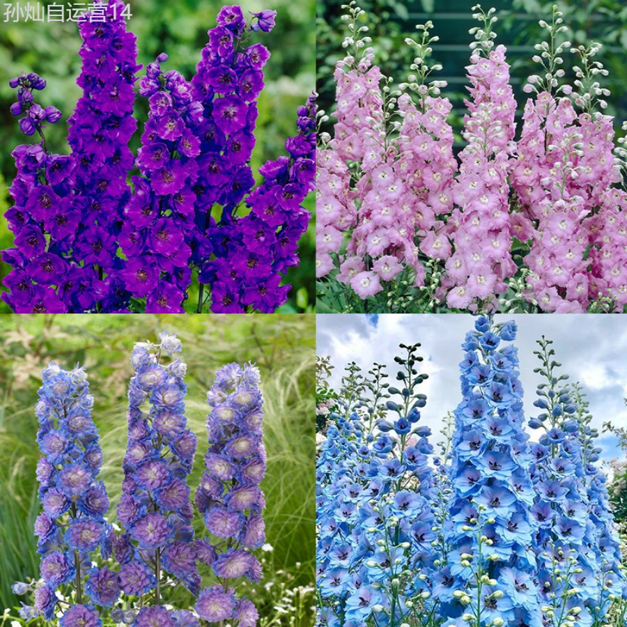Fhdfhdfhdf 2000+ Velvet Wild Flower Seeds For Planting - Mixed Seeds Are Suitable For Planting Colorful Flowers, Resisting Deer Perennial - 2000 - Xem 1