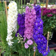 Fhdfhdfhdf 2000+ Velvet Wild Flower Seeds For Planting - Mixed Seeds Are Suitable For Planting Colorful Flowers, Resisting Deer Perennial - 2000 - Xem 2