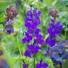 Fhdfhdfhdf 2000+ Velvet Wild Flower Seeds For Planting - Mixed Seeds Are Suitable For Planting Colorful Flowers, Resisting Deer Perennial - 2000 - Xem 3