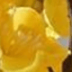 Màu vàng