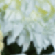 藍色