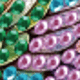 Green Pink