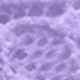 Violet Purple