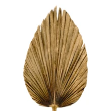 Pack de 4 Palmas Secas Abanico Natural | Decoración Boho Tropical para Eventos y Hogar - Dorado - Ver 5