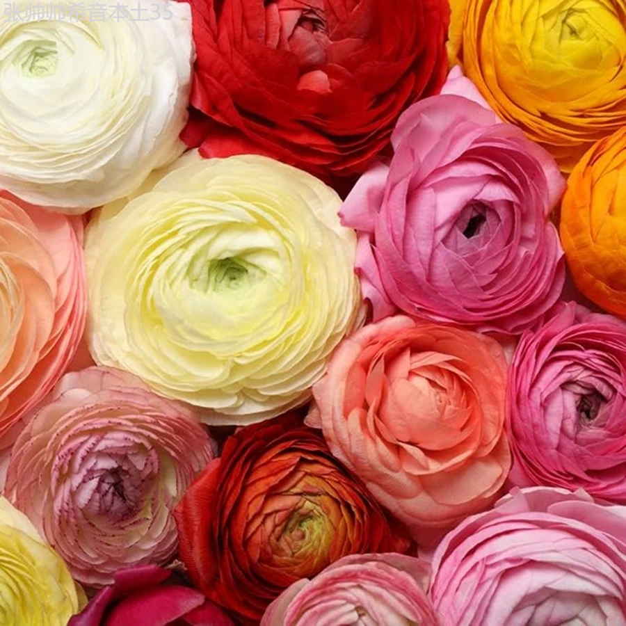 10 Mixed Peony Bulbs - 10 Large Healthy Bulbs - Ready To Plant - Easy To Grow From Iowa, USA - 10 - HẠT GIỐNG - Xem 1