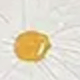 雛菊