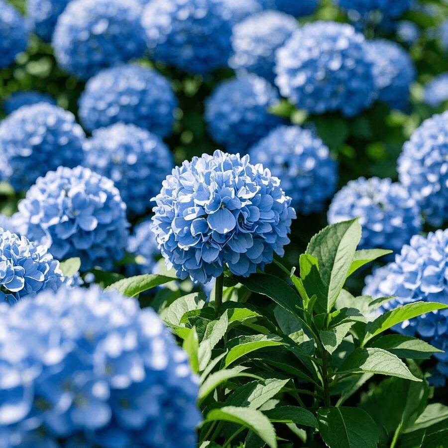 Sow Right Seeds 130 Pcs Blue Hydrangea Seeds, Outdoor Perennial Flower Seeds, Perennial Ground Cover Seeds