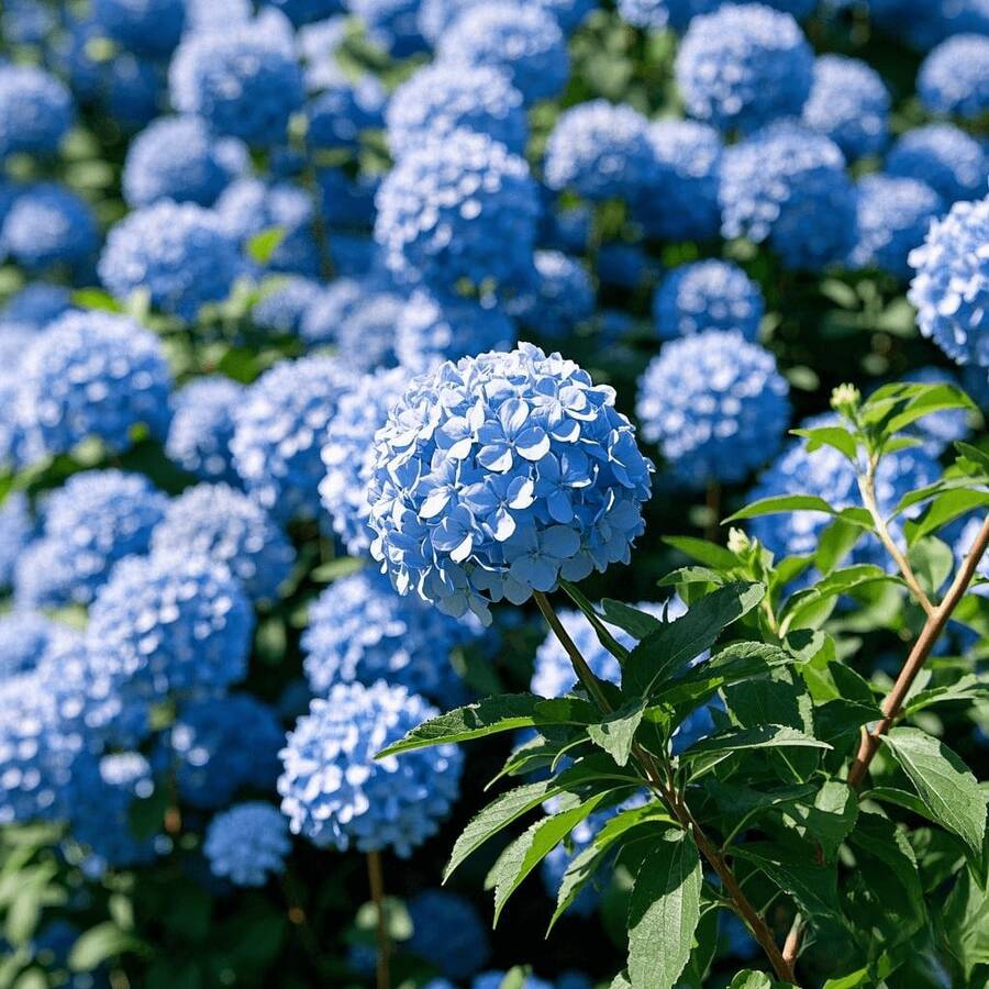 Semillas de hortensia azul Sow Right Seeds 130pcs, semillas de flores perennes para exteriores, semillas de cobertura de suelo perenne - 130 piezas - Ver 1