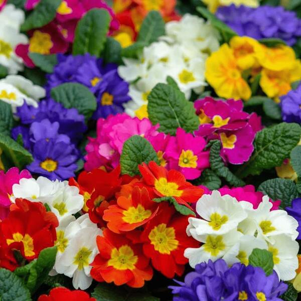 150 Piezas de Semillas de Jazmín Morado Perenne Mixtas - Semillas de Plantas de Cubierta Tradicionales - Atrae Mariposas y Abejas