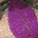 Morado