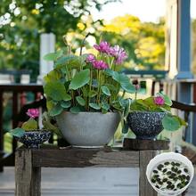 40 piezas de semillas de loto mezcladas para plantar semillas de flores, alta tasa de germinación, semillas de nenúfar para plantar en casa, jardín, interior, exterior, de  de plantas vivas, semillas de vegetales, semillas de hosta, plantas de jardinería, semillas de flores para exteriores, semillas de flores para plantar,  de jardinería, todas las plantas de  para exteriores, repelente de mosquitos, semillas de plantas de jardín para exteriores, semillas para plantar, semillas de flores perennes, semillas de plantas - 40 piezas - Ver 4