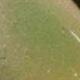 màu xanh lá