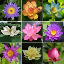 40 piezas de semillas de loto mezcladas para plantar semillas de flores, alta tasa de germinación, semillas de nenúfar para plantar en casa, jardín, interior, exterior, de  de plantas vivas, semillas de vegetales, semillas de hosta, plantas de jardinería, semillas de flores para exteriores, semillas de flores para plantar,  de jardinería, todas las plantas de  para exteriores, repelente de mosquitos, semillas de plantas de jardín para exteriores, semillas para plantar, semillas de flores perennes, semillas de plantas - 40 piezas - Ver 3