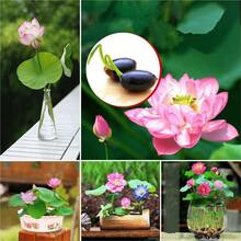 40 piezas de semillas de loto mezcladas para plantar semillas de flores, alta tasa de germinación, semillas de nenúfar para plantar en casa, jardín, interior, exterior, de  de plantas vivas, semillas de vegetales, semillas de hosta, plantas de jardinería, semillas de flores para exteriores, semillas de flores para plantar,  de jardinería, todas las plantas de  para exteriores, repelente de mosquitos, semillas de plantas de jardín para exteriores, semillas para plantar, semillas de flores perennes, semillas de plantas - 40 piezas - Ver 2
