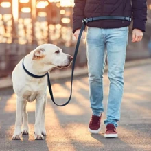 2.5m PVC Pet Leash, Pet Supplies, New Pet Leash, Dog Leash, Anti-Explosion Dog Walking Leash, Multifunctional Dog Leash, Adjustable Crossbody Waist Strap, Waterproof & Odorless PVC, Easy To Clean Soft For Pet Skin, Suitable For Indoor, Outdoor, Multiple Colors For Small, Medium And Large Dogs